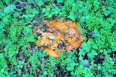 Decomposing pumpkin
