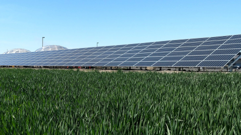 A solar array with tall green grass below and a clear blue sky above.