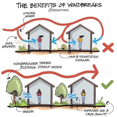 Windbreaks