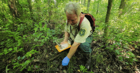 This series of photos shows the release of offspring of confiscated eastern box turtles at the Savannah River Site by the University of Georgia Savannah River Ecology Laboratory and its partners earlier this year.