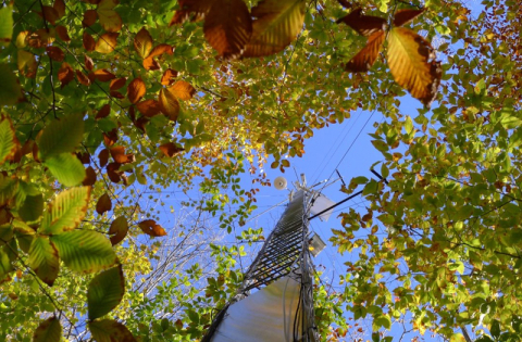 View looking up at a tall tower through green leaves and branches surrounding the view.