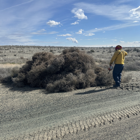 A man lighting a pile of tumbleweeds on fire