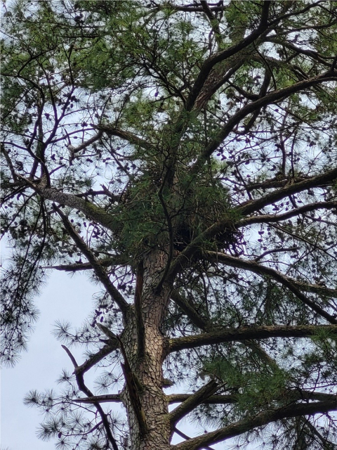 An upwards view of a tree with an eagles nest in its branches