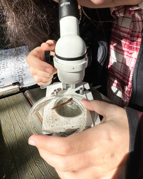 An up-close shot of a student using a microscope to look at a macroinvertebrate bug