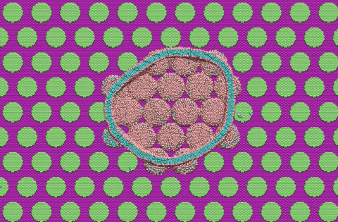 A computer simulation that shows a bacterium in the middle surrounded by a cell wall in blue. It’s on top of a series of circles in green that represent the nanopillars. The cell wall is getting disrupted where it meets the nanopillars.