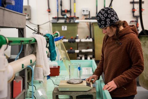 Researcher Working at the Marine Sciences Laboratory
