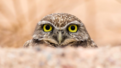 Picture of a burrowing owl looking at the camera