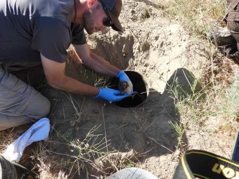 A man crouched down holds a baby bird after taking it out of a hole in the ground