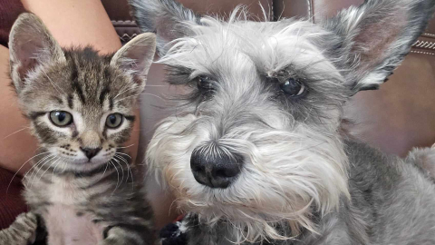 A gray and white dog beside a small grey, brown, and white kitten