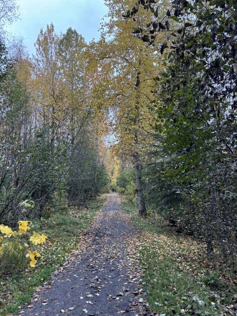 The trail at Taku Lake Park in Anchorage, Alaska.