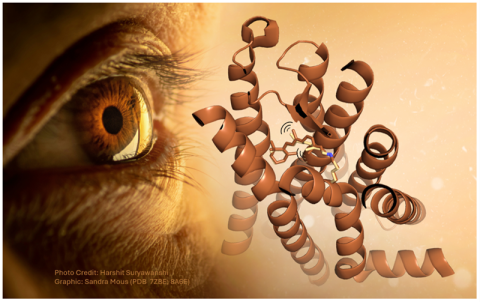 The first molecular ultrafast events of vision have been deciphered with the help of free electron laser technology.