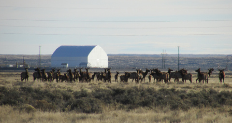 A heard of elks in a field in Idaho with a white building in the background