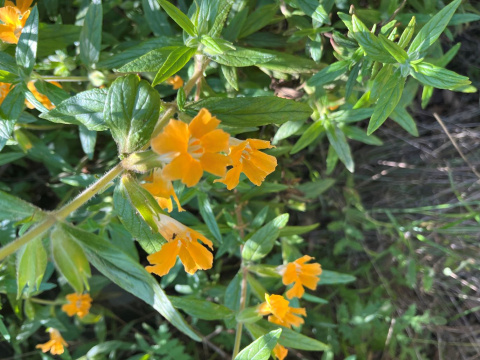 Yellow monkey flower in bloom