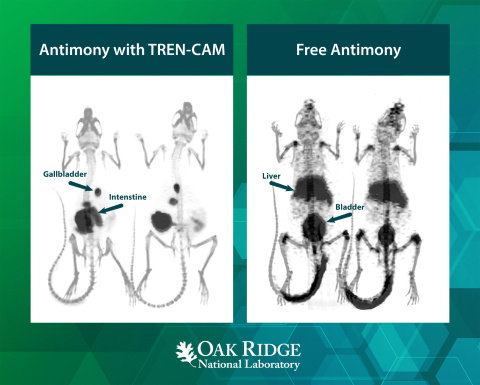 Images showing mice injected with radioactive antimony. Left panel with TREN-CAM shows how the radioactive antimony will be active longer in the treatment areas. The right panel shows that the antimony without TREN-CAM doesn’t stay in the desired areas.