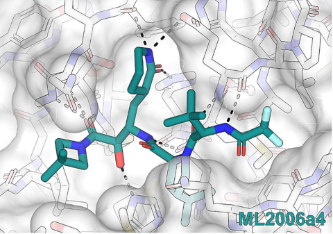 The final version of the redesigned drug binds tightly to the main COVID-19 protease, an enzyme the virus needs to multiply. The drug’s structure is effective even against mutated forms that resist other treatments.