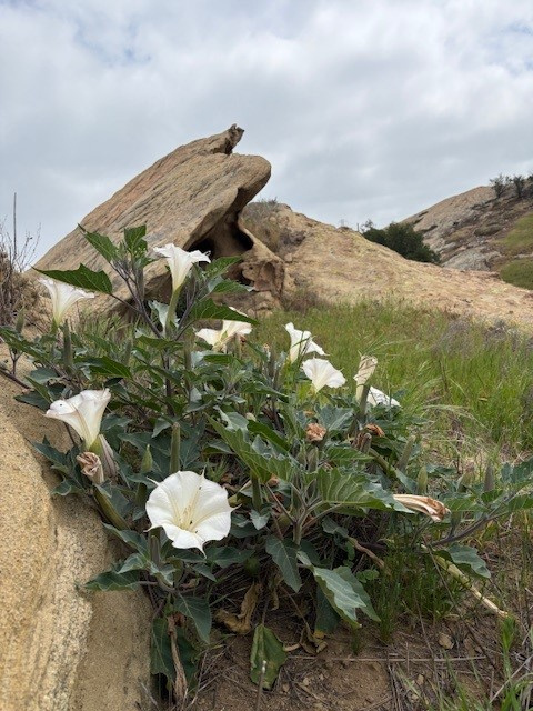 Jimsonweed in front of a rock outcropping at SSFL
