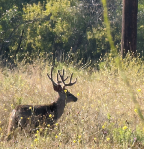 Mule deer at SSFL