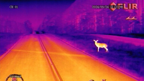 A thermal image of a deer standing on the side of the road at night, the image is orange purple and pink to display the thermal