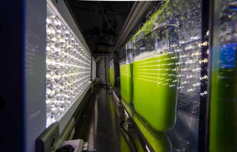 Researchers growing algae to study how it can be used as a renewable source of food, fuels, and other products.