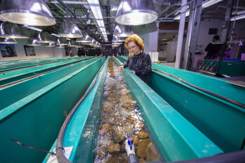 researcher at ORNL aquatic ecology lab