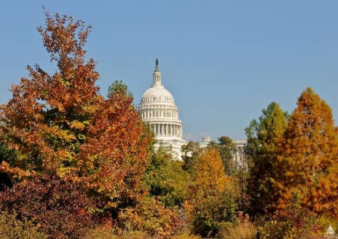 Picture of the Capitol building in fall leaves