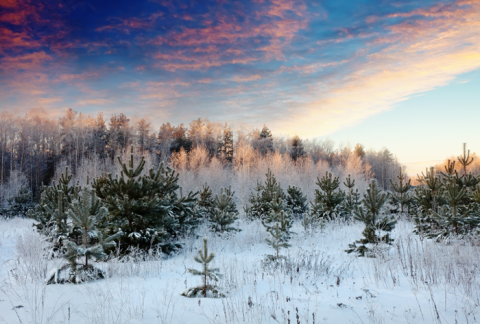Photo of snow in the winter