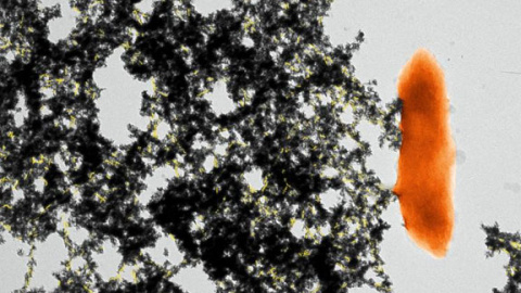 Colorized TEM (Transmission Electron Microscopy) micrograph of a cell of Geobacter sulfurreducens (orange) with its pili (yellow) stretching out like arms and immobilizing the uranium (black precipitate).