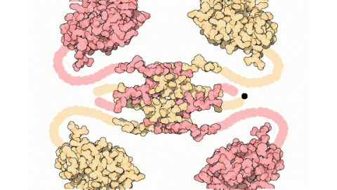 A p53 tumor supressor. Flexible portions of the molecule that are not included in the structures are shown schematically.