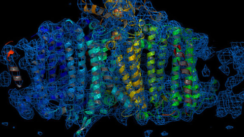 A reconstructed image of the Photosystem I complex.