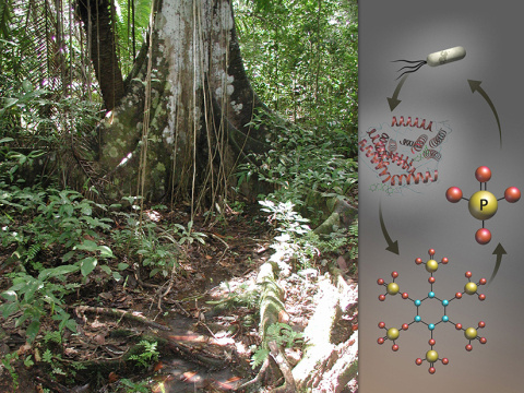 Data Dive: How Microbes Handle Poor Nutrition in Tropical Soil 