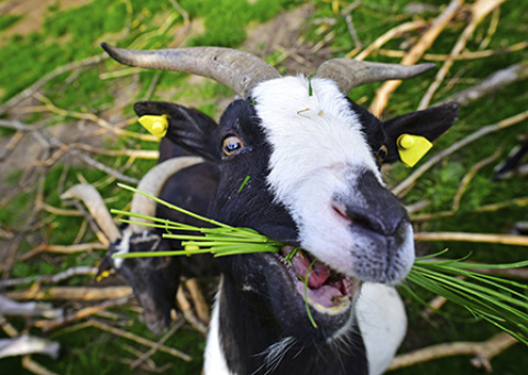 Biofuel Tech Straight from the Farm