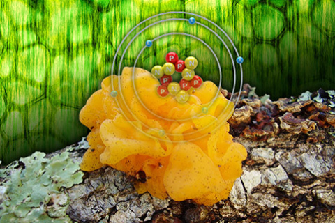 Diverse Fungi Secrete Similar Suite of Decomposition Enzymes