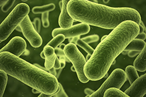 Scientists Rewrite Bacteria’s Genetic Code