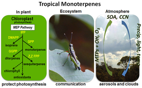 Monoterpene ‘Themometer’ of Tropical Forest