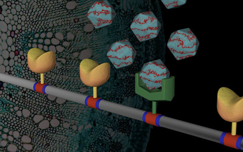 _Bayer_O’Malley_Unlocking the Potential of Fungal