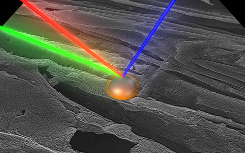 Bayer_Yang_Unplugging the Cellulose Bottleneck