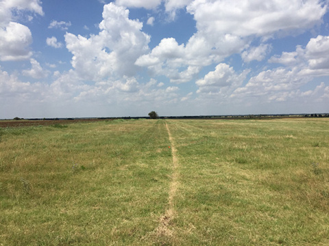 How Grasslands Regulate Their Productivity in Response to Droughts