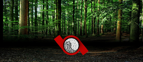 Underappreciated Microbes Now Get Credit for Holding Down Two Jobs in Soil 