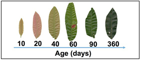 Remotely Predicting Leaf Age in Tropical Forests