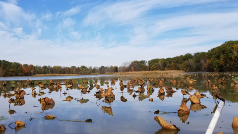 Discovery of a New Microbe that Produces Methane in Oxygenated Soils