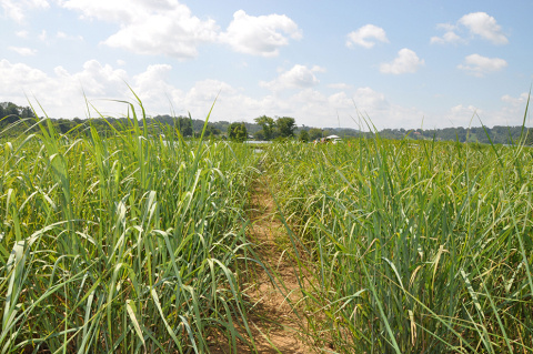Modified Switchgrass Has No Negative Effect on Soils