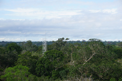 Saplings Survive Droughts via Storage