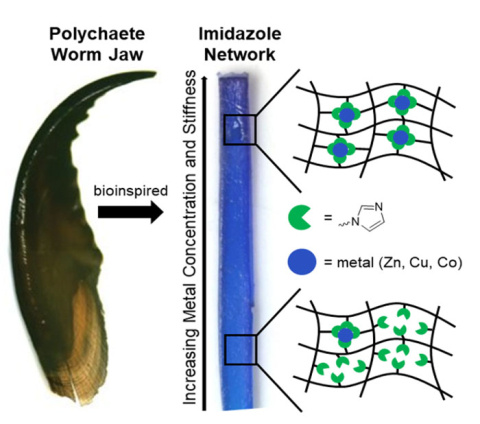 Worm-Inspired Tough Materials