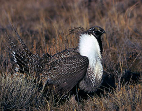 Image related to Model Examines Cumulative Impacts of Wind Energy Development on the Greater Sage-Grouse