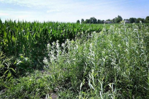 shrub willow, a bioenergy crop