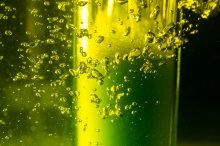 a view of algae through a microscope