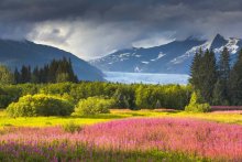 Arctic Summer