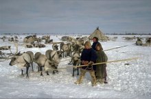 There are between 40 and 90 Indigenous languages spoken in the Arctic.
