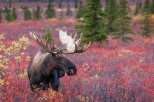 Moose.