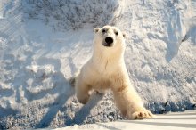 Polar Bear